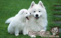 萨摩耶的智商高不高?哪种狗的智商最高?