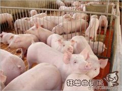 饲料猪和家养猪有什么区别，怎样辨别饲料猪和家养猪的猪肉