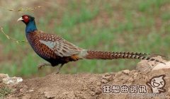 自己抓野鸡吃违法吗?我国有哪些保护野生动物的措施?
