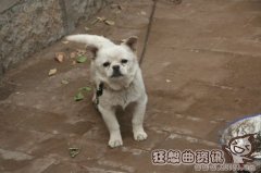 农村看家护院用什么狗最好?狗的年龄是怎样计算的?
