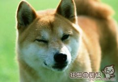 秋田犬和柴犬有什么区别，秋田犬和柴犬哪一个更聪明?
