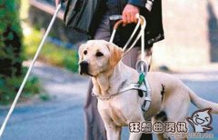 中国导盲犬使用情况的现状，目前中国有多少只导盲犬