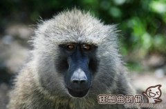 狒狒和猩猩有什么区别，狒狒和猩猩谁更聪明?