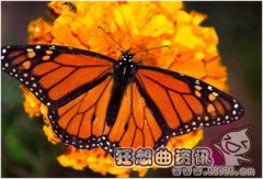蝴蝶算是益虫还是害虫，蝴蝶是怎么繁殖的?