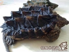 鳄龟吃什么长得最快，鳄龟的寿命一般是多长?
