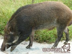 野猪是保护动物吗可以随便抓吗?野猪可以人工养殖吗?