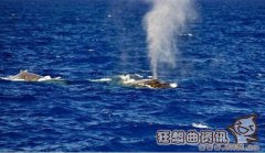 鲸鱼为什么会从气孔喷水，鲸鱼是鱼的一种吗?
