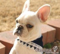 法国斗牛犬买一只多少钱， 法国斗牛犬的性格好吗?