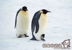 帝企鹅跟普通企鹅有什么区别? 企鹅是哺乳类动物吗?