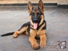 德牧多久可以长成大狗，德国牧羊犬的寿命是多少年?