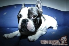 法国斗牛犬是不是禁养犬?法国斗牛犬这样的狗好养吗?