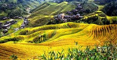什么时候看金坑梯田好？云和梯田最佳旅游时间
