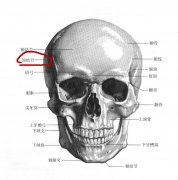 摸骨看相中壳两旁凸出者是什么意思？壳两旁凸出者长什么样照片