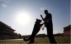 故宫晚上为什么放狗护院？孩子去故宫进去就哭是看到脏东西了吗