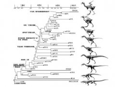 恐龙演变到鸟类示意图，恐龙灭绝后人类就出现了吗