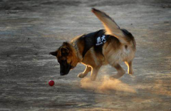 土狗为什么不能当警犬，土狗喜欢吃屎是怎么回事？