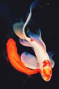 锦鲤为什么叫九纹龙、土炮、昭和，它为什么代表了好运？