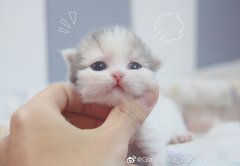 云吸猫的云是什么意思？云吸猫为什么被年轻人选择