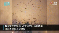 传说乌鸦成群在天上盘旋是什么征兆，乌鸦出现代表什么？