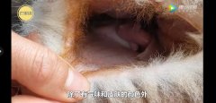 袋鼠的袋子有多脏？澳洲人为什么讨厌袋鼠