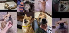 柴犬初七图片，柴犬初七被偷事件回顾