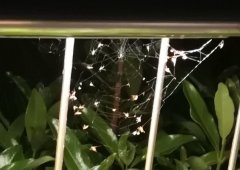 蜘蛛网弄到脸上会有事吗，蜘蛛网有没有毒？