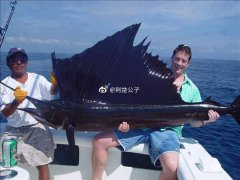 旗鱼可以撞死鲨鱼吗？海钓为什么怕钓旗鱼