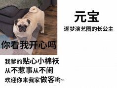 《毛雪汪》综艺名字的由来，毛不易的元宝是什么品种的狗？