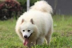 狗粮品尝师工资高吗，狗粮品尝师可以上什么学校需要什么证书？