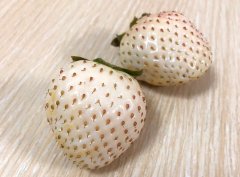 菠萝草莓是什么品种？菠萝味草莓为什么那么贵