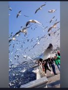滇池为什么有海鸥，滇池是湖还是海？