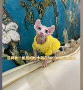 斯芬克斯猫多少钱一只，斯芬克斯为什么是狮身人面像？