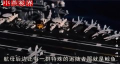 鲸鱼能不能把航母推翻？为什么虎鲸喜欢人类