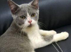 猫对主人的记忆有多久？猫真正爱一个人的表现盘点