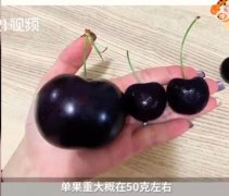 15J车厘子图片，车厘子几个J什么意思