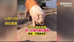 民间传说为什么下跪的猪不能杀？猪下跪是不是求饶